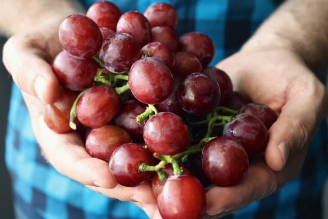 Hands holding a bunch of grapes. 